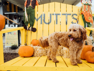 PupsGiving