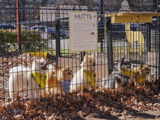 Dogs at MUTTS Canine Cantina