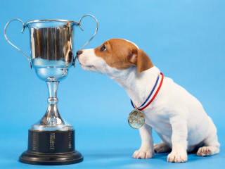 The Exclusive Pet Show