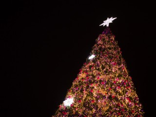 Light Up the Pines Celebration