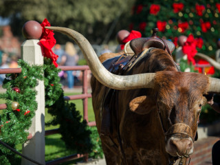 Christmas in the Historic Fort Worth Stockyards