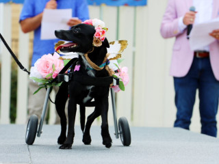 Dog Days Fashion Show and Adoption