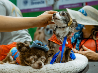 Meet the Breeds