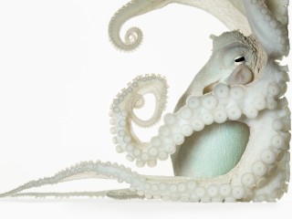 Octopus, Seahorse, Jellyfish: A Deeper Dive with David Liittschwager