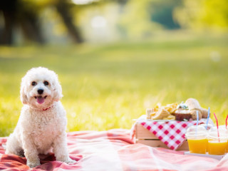 Every Dog Austin Picnic Brunch