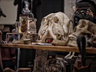 The Oddities and Curiosities Expo