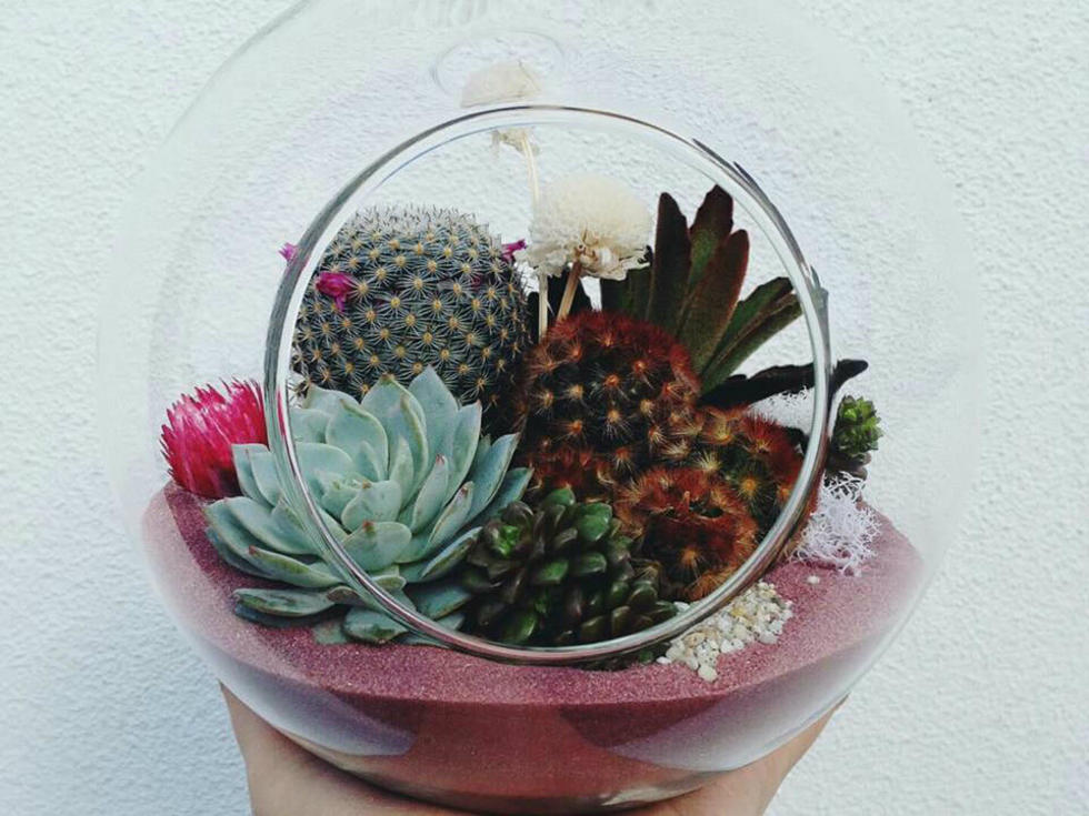 Deep Ellum Store Sets Bar For Succulent New Shopping Experience Culturemap Dallas