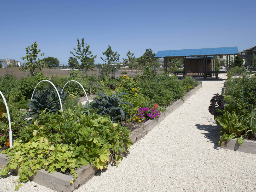 John Gaines Park Mueller Austin community garden
