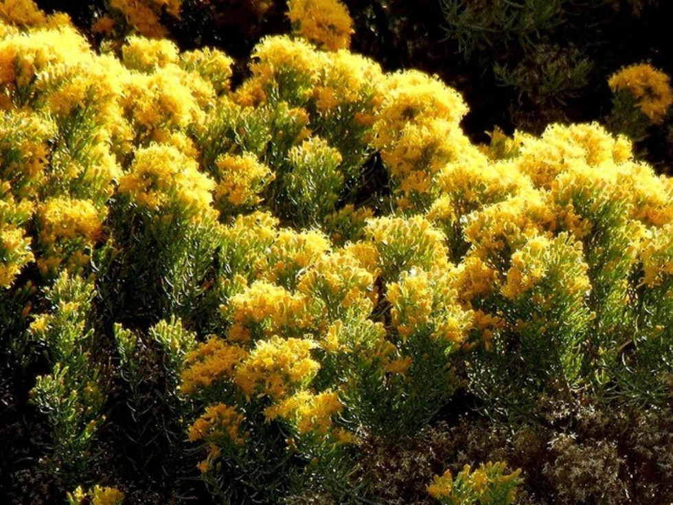 Houzz southwestern native shrubs plants gardening turpentine bush