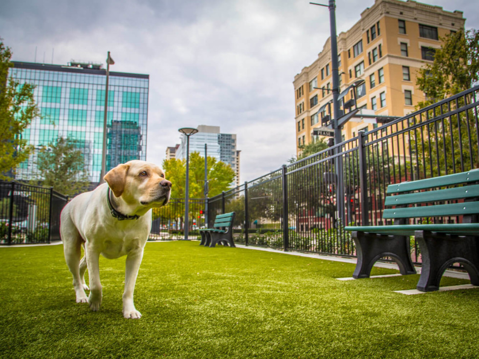 SkyHouse Houston dog park