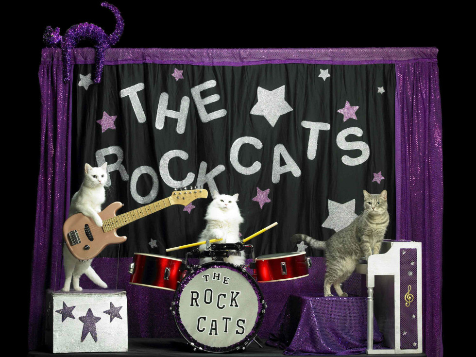 Amazing Acro-cats Hurdle