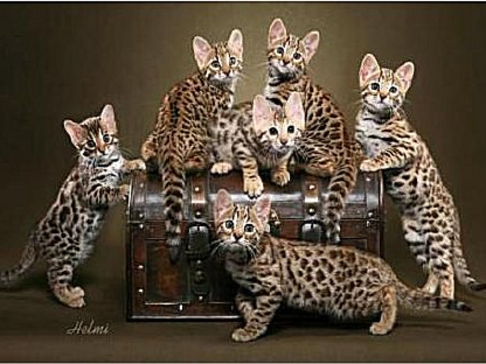 South Central Regional International Cat Show