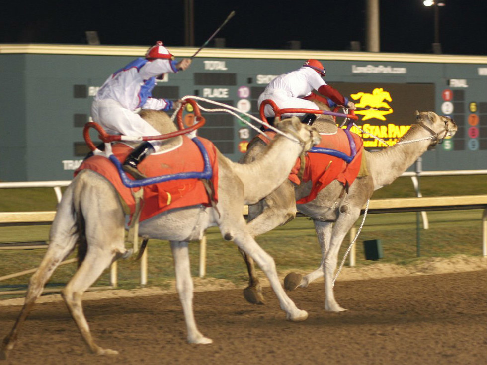 Lone Star Park camels