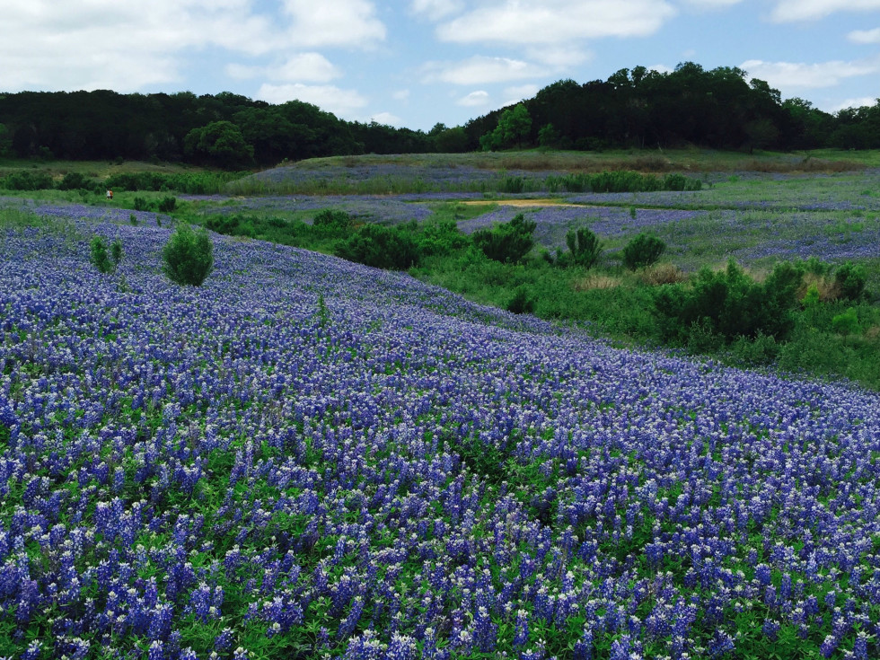 Where To Find The Hill Country S Best Bluebonnets And Wildflowers Culturemap Houston