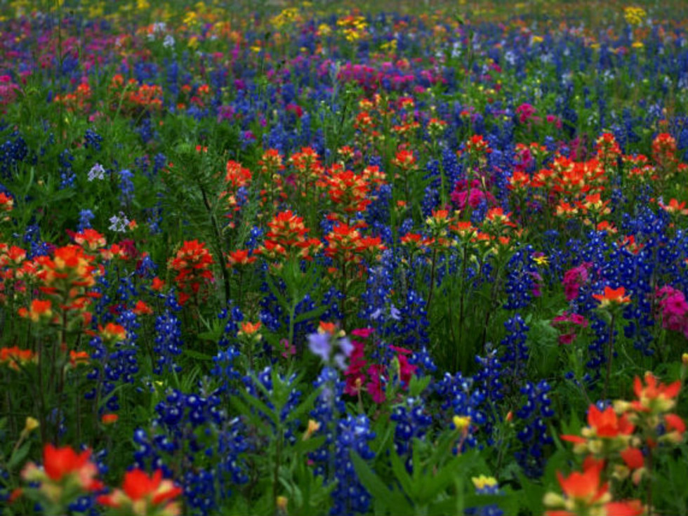 The best places for wildflower sightings in Austin and beyond