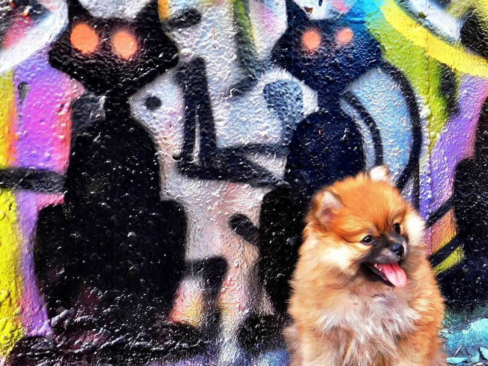Know ATX Instagram account puppy Austin graffiti Castle Park