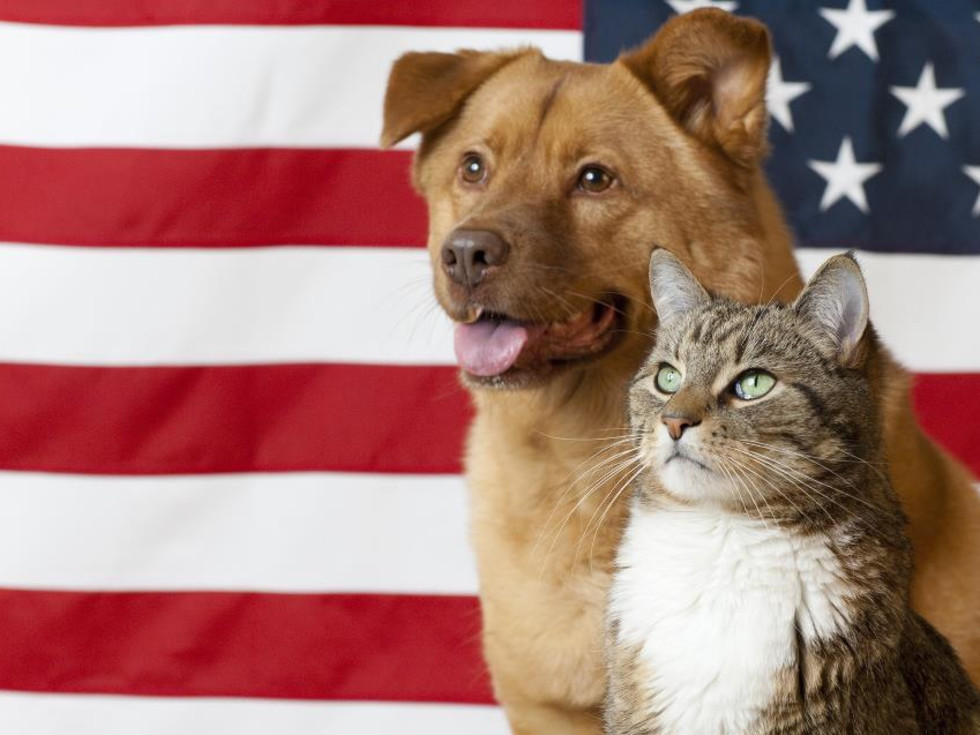 Dog and cat with American Flag