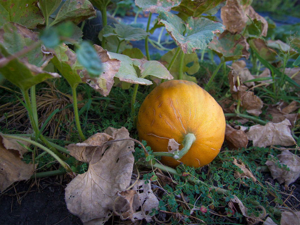 Photo of cantaloupe ripening on a vive.