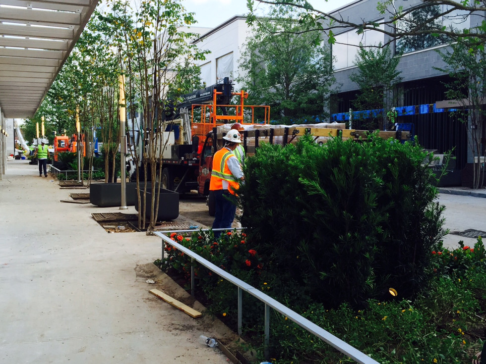 News, Shelby, River Oaks District trees, August 2015