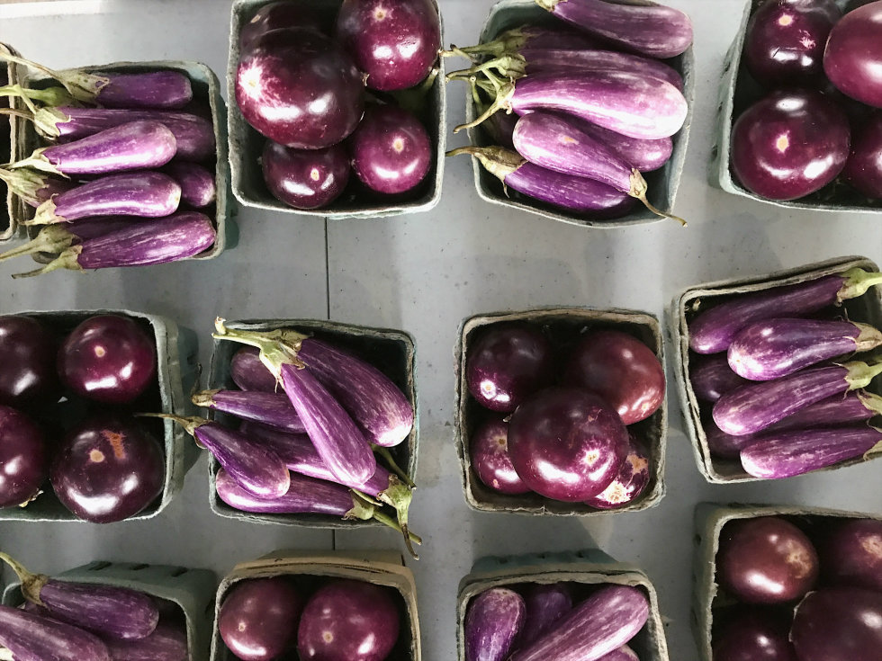 Purple eggplant