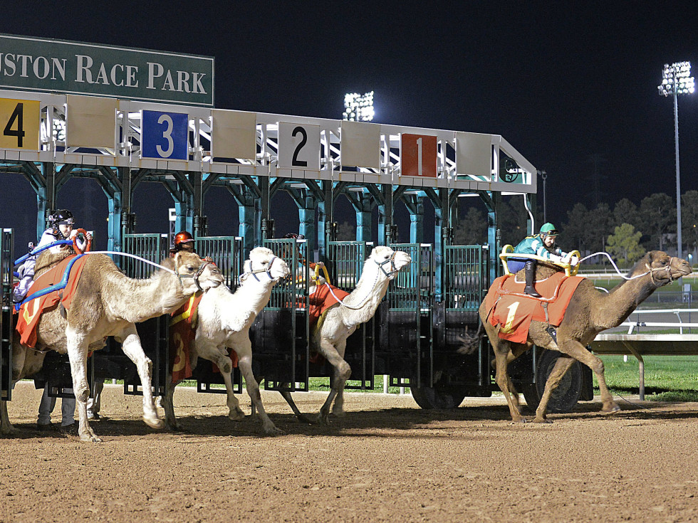 Pet of the week: Blue the dog barks about camel racing and ...