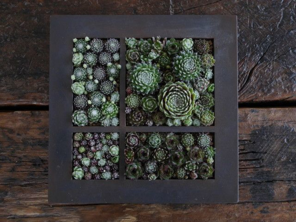 Houzz, Favorite Succulents to Grow Indoors, February 2018