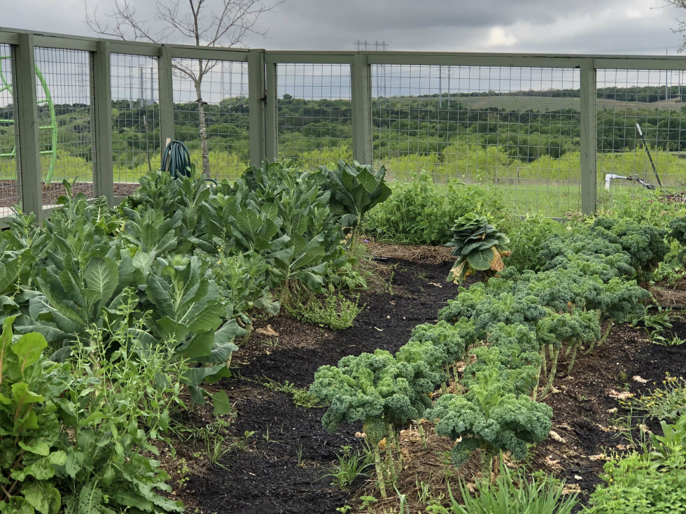 Whisper Valley lettuce farm