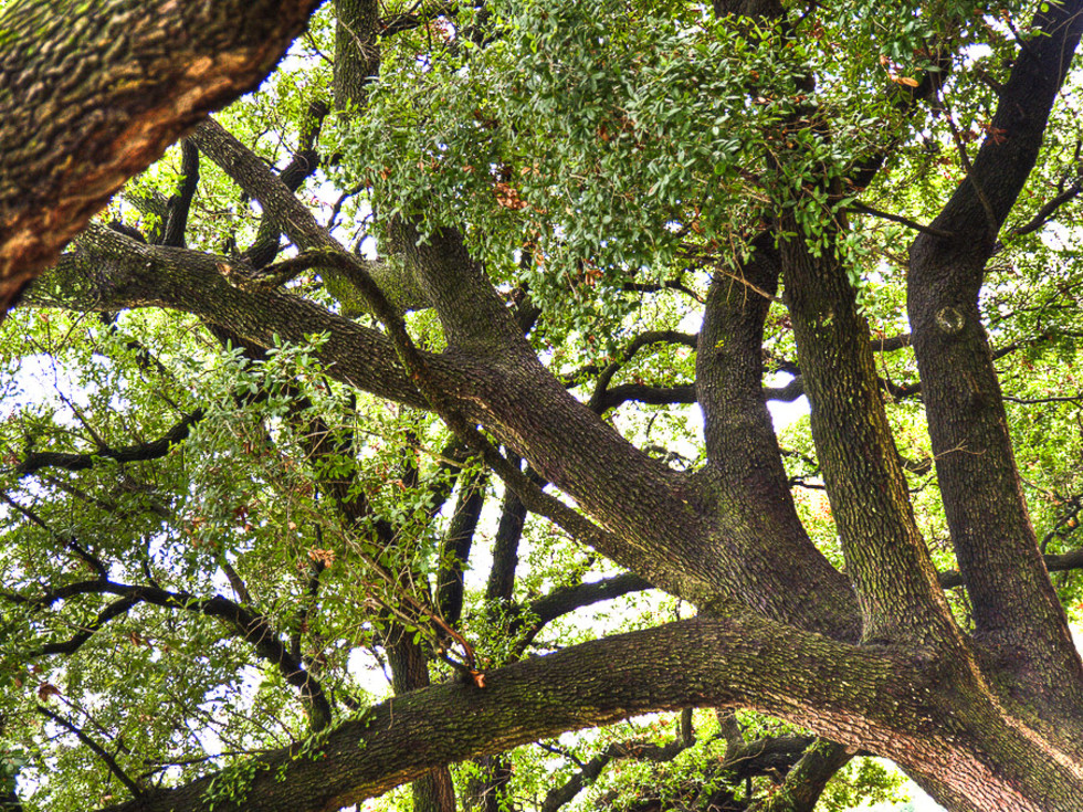 Canopy alert! Houston still losing trees CultureMap Houston
