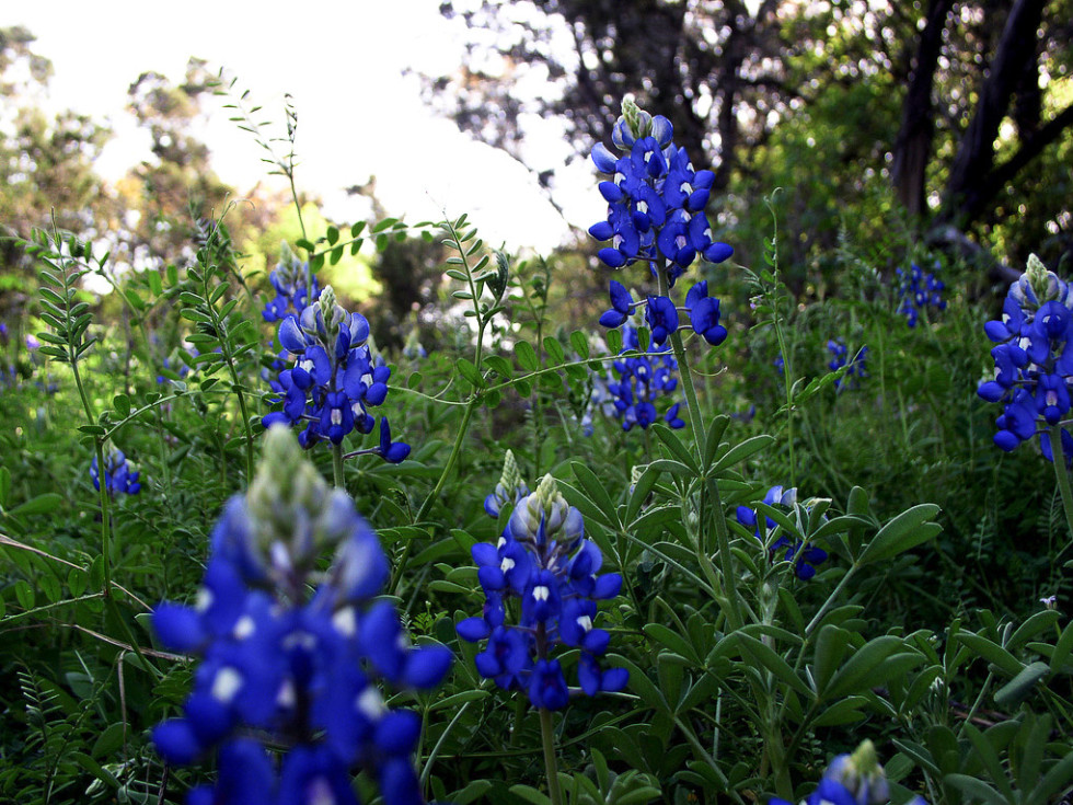 4 native plants ready to grow in your Austin garden right now
