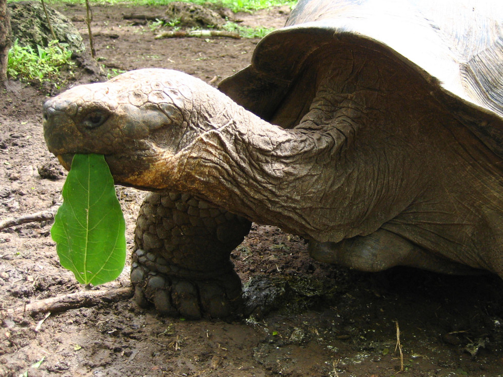 darwin galapagos