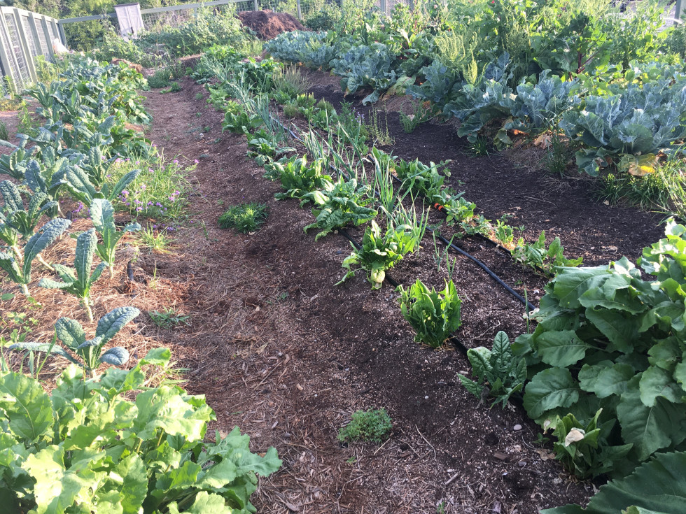 Whisper Valley lettuce farm