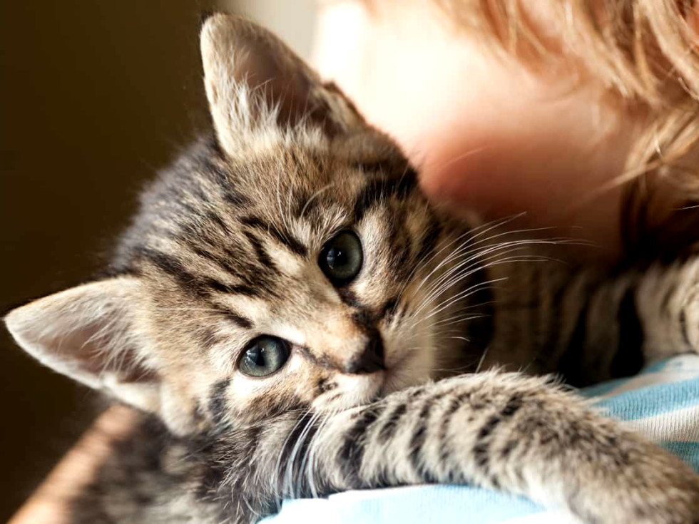 Cat Hug National Hug Your Cat Day