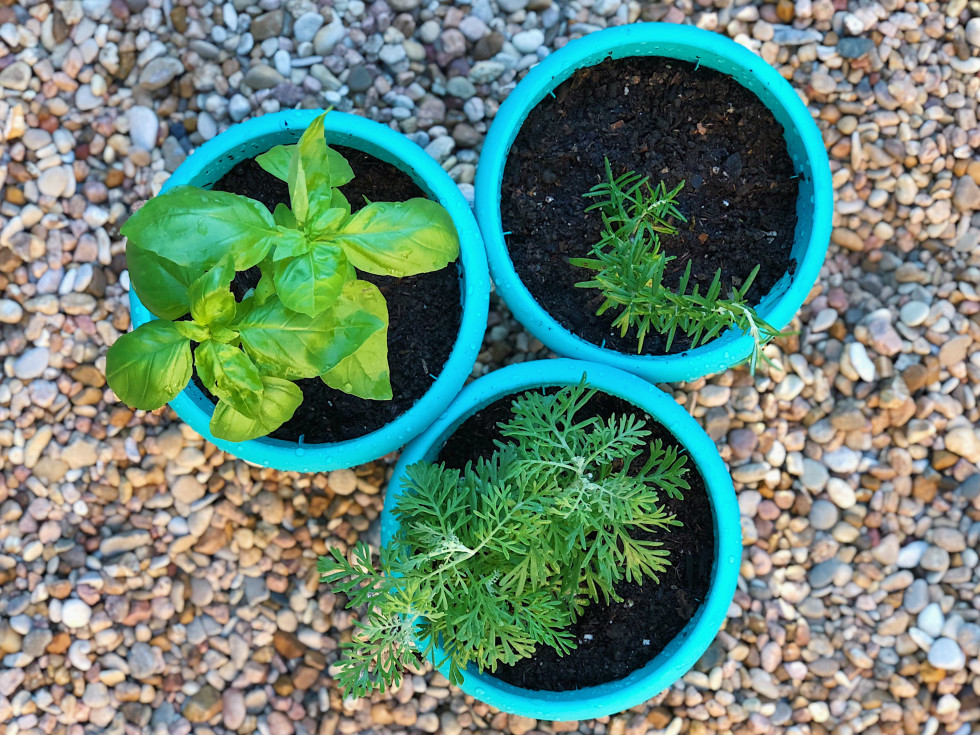 Potted plants and herbs