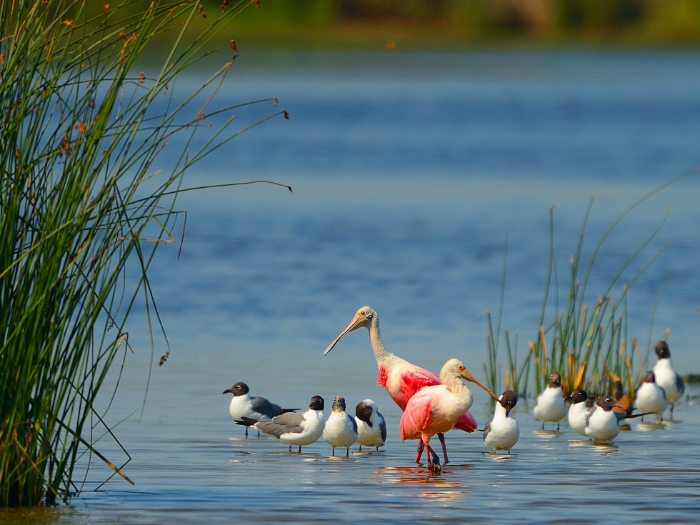 Galveston Bay wildlife birds