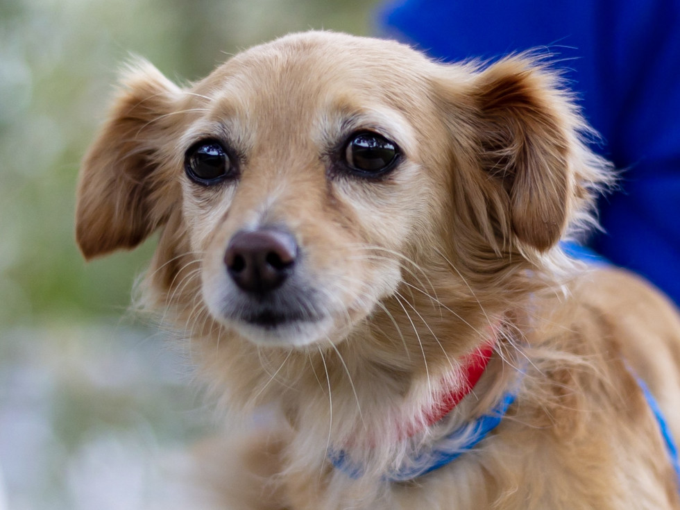 ginger chihuahua
