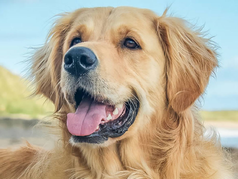 Texas University Stops Breeding Golden Retrievers For Experiments Culturemap Dallas