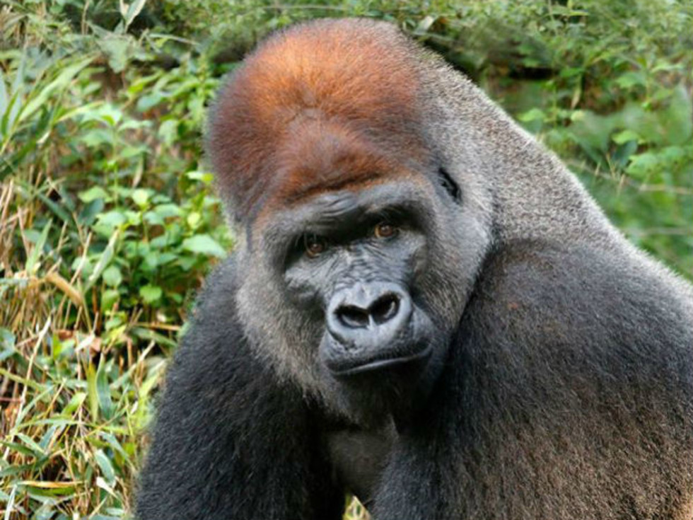 Dallas Zoo Surprised By Latest Premature Death Of Silverback Gorilla Culturemap Dallas