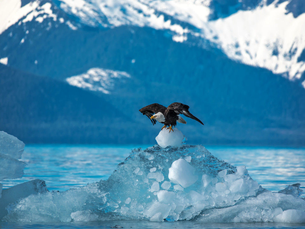 Bald eagle on a glacier