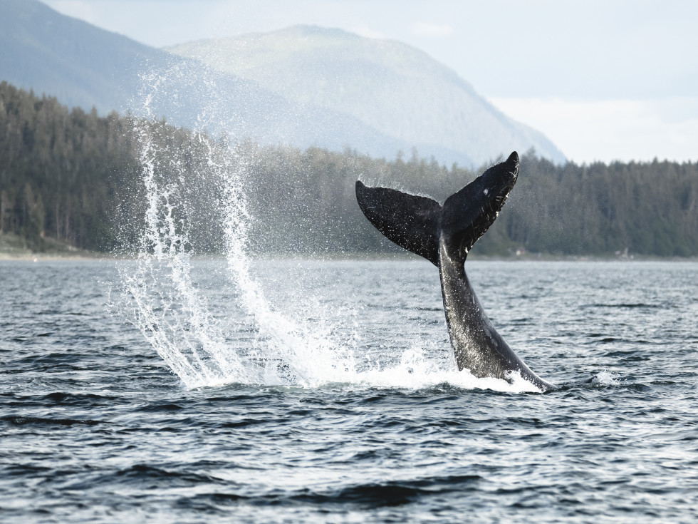 Whale's tail in the water