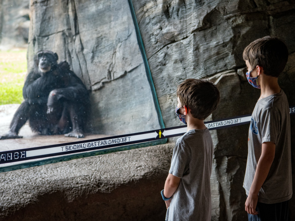 Primate Houston Zoo