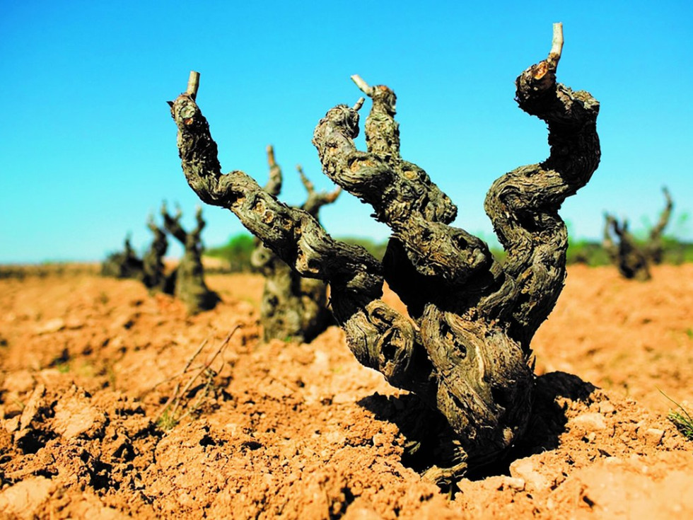 Old vine Garnarcha