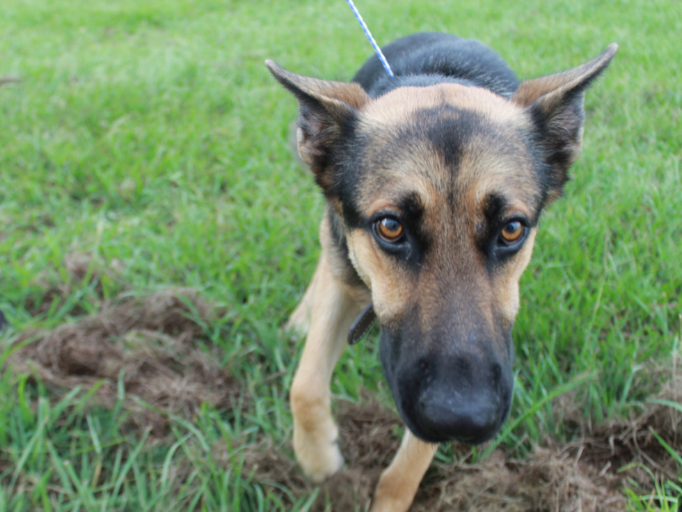 200 Houston Area Furry Friends Fly To Safety As Hurricane Advances Culturemap Houston