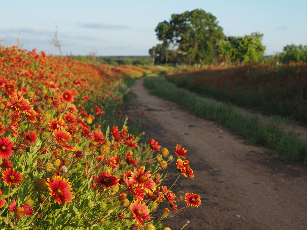 Wildflowers in Fredericksburg