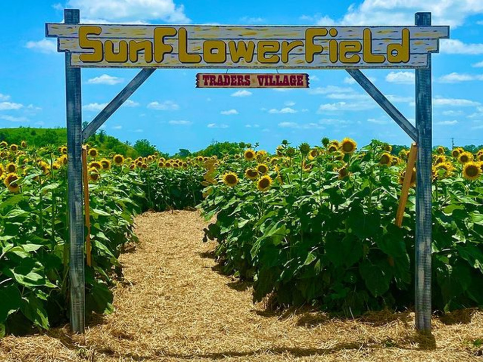 Sunflower Field San Antonio