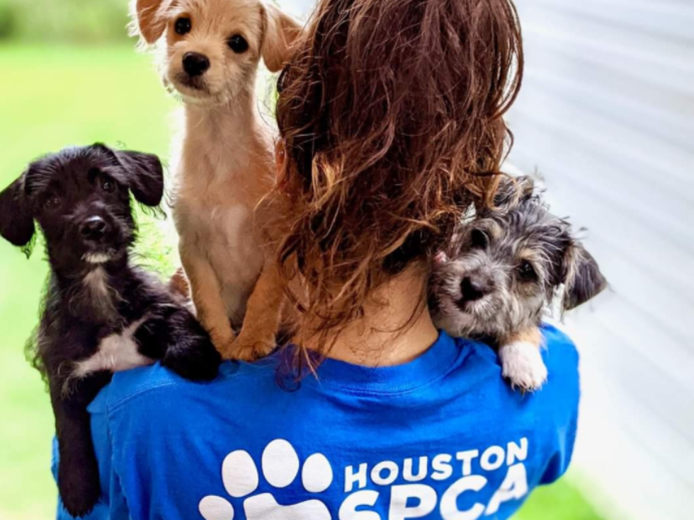 Clear the Shelters event