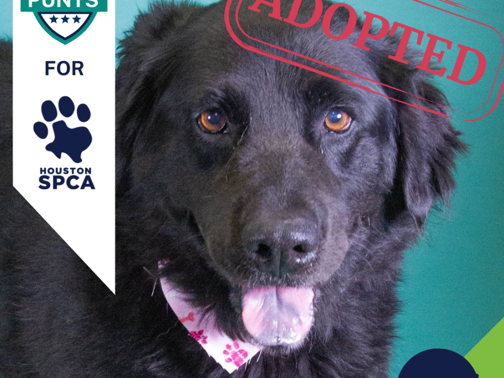 Punts for Pups player card