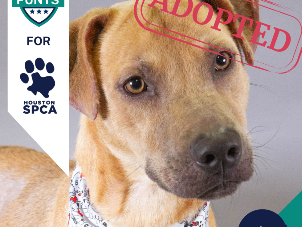 Punts for Pups player card