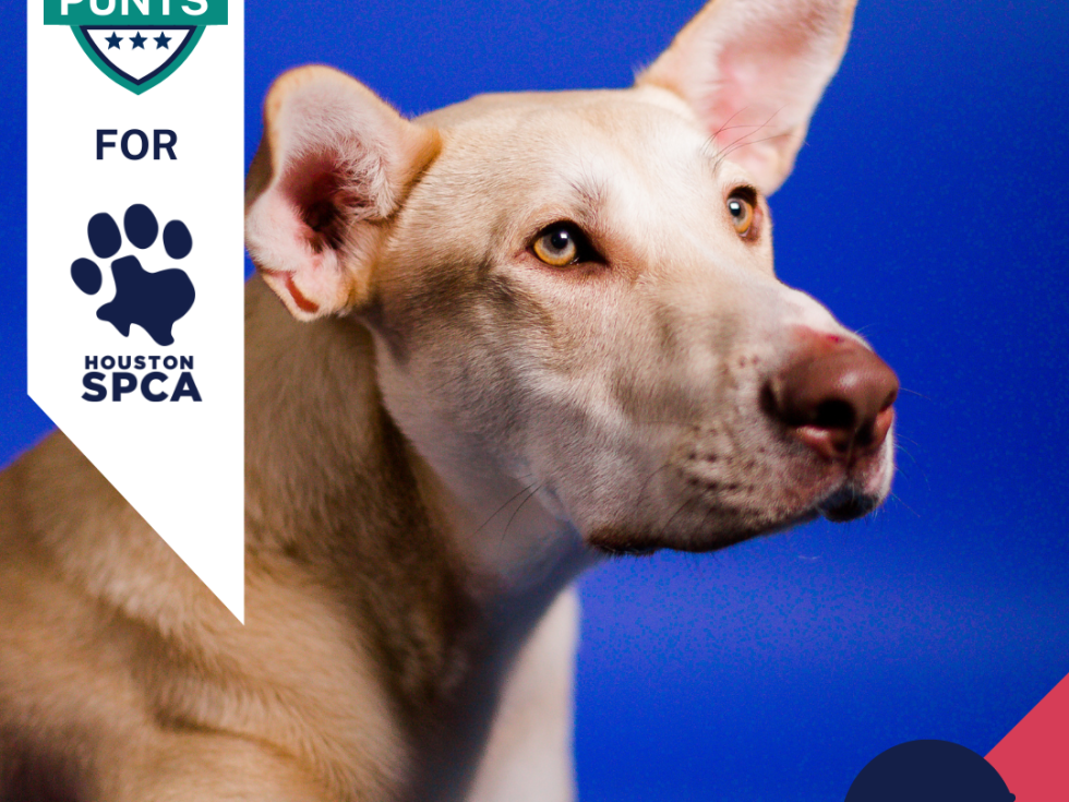 Punts for Pups player card