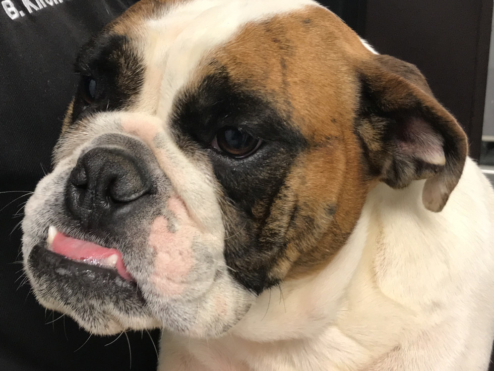 Bulldog