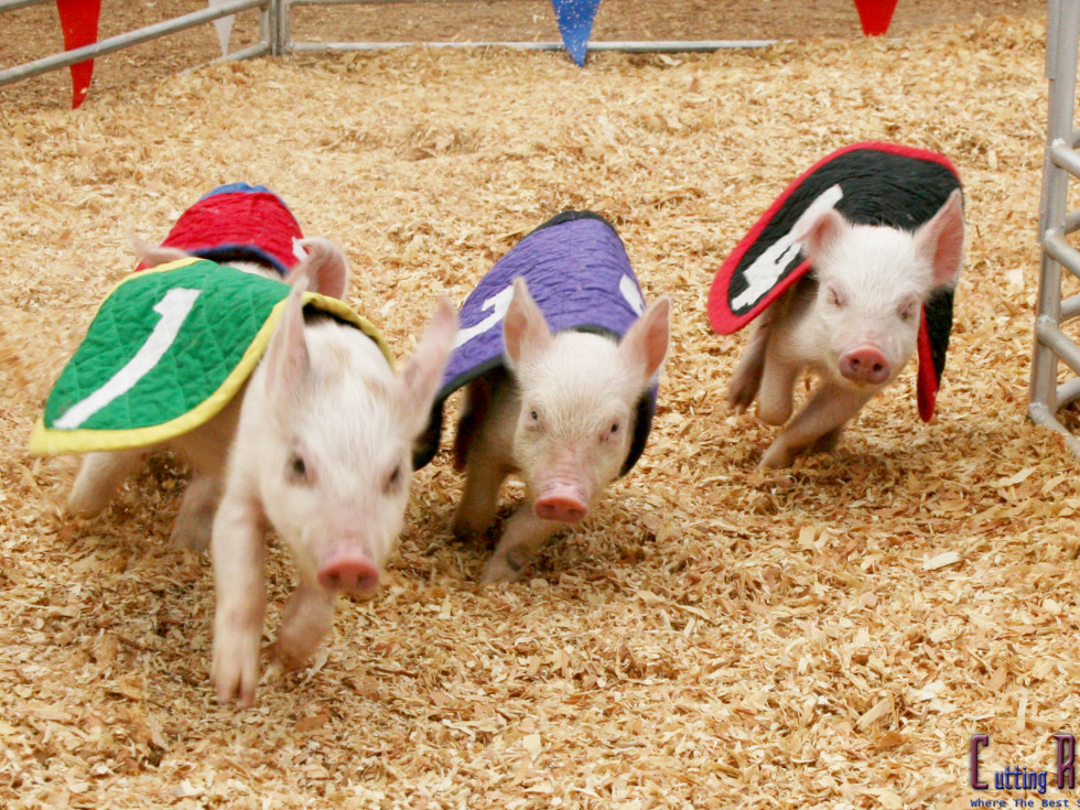 Swine pig races